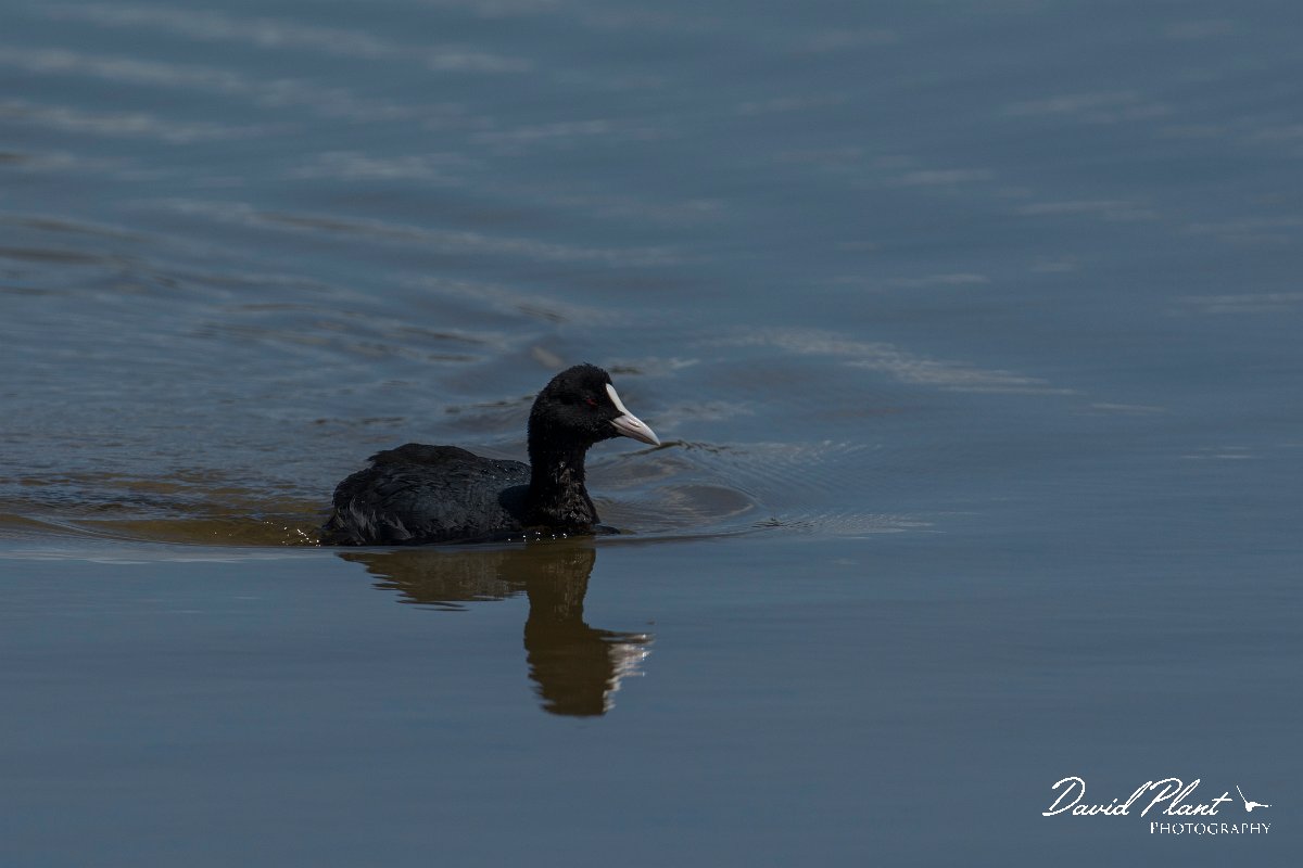 DPPhotography - Mallorca - European coot - A.jpg - European coot - s'Albufera, Mallorca
