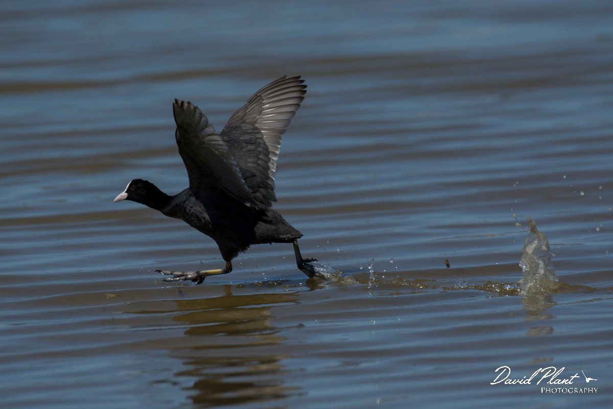 DPPhotography - Mallorca - European coot - B.jpg - European coot - s'Albufera, Mallorca