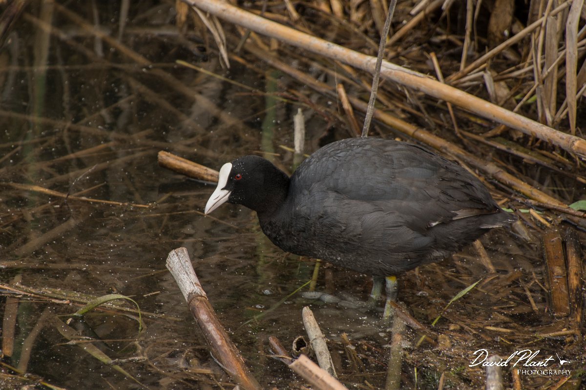 DPPhotography - Mallorca - European coot - C.jpg - European coot - s'Albufera, Mallorca