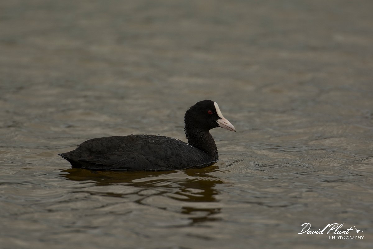 DPPhotography - Mallorca - European coot - D.jpg - European coot - s'Albufera, Mallorca