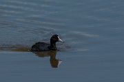 DPPhotography - Mallorca - European coot - A