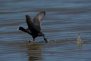 DPPhotography - Mallorca - European coot - B