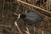 DPPhotography - Mallorca - European coot - C