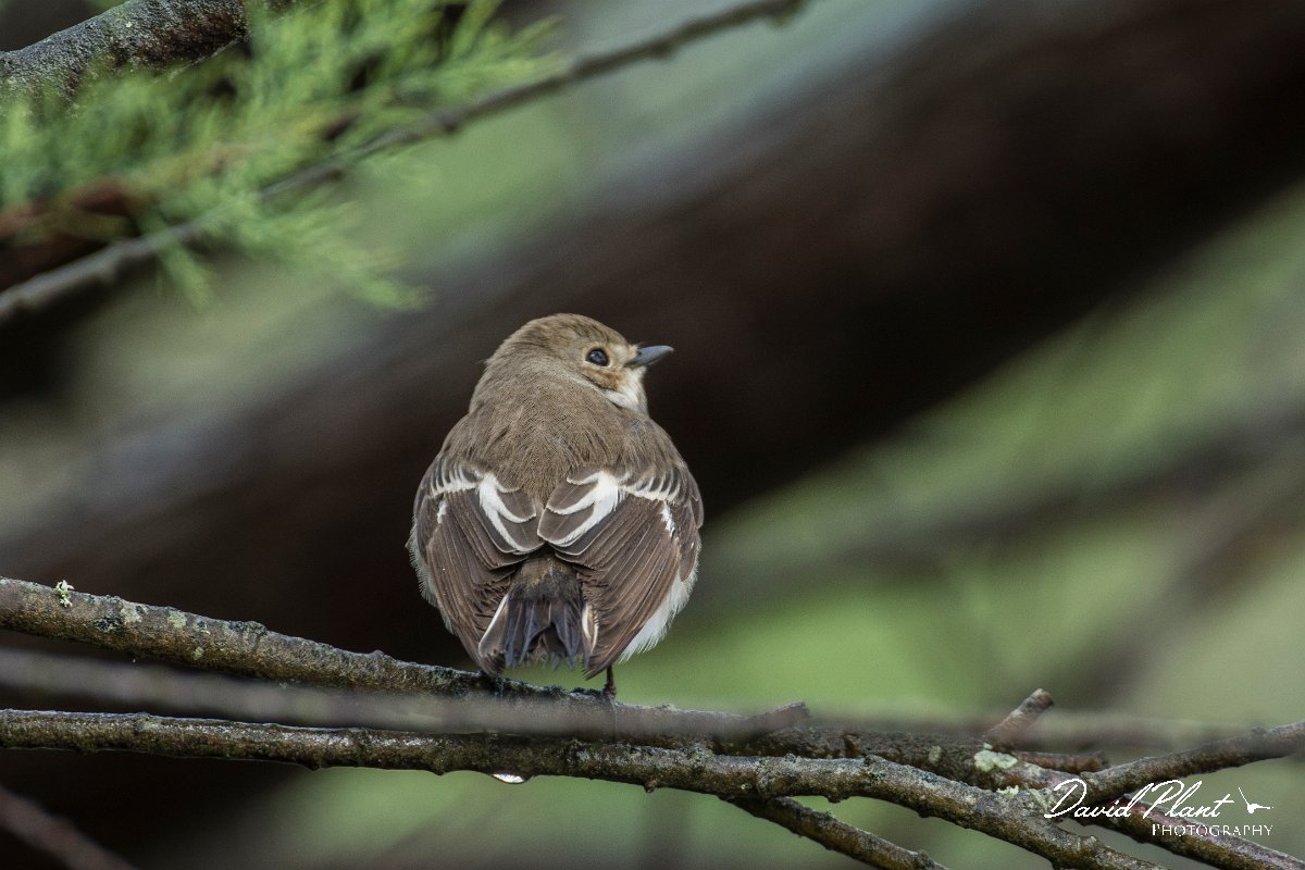 DPPhotography - Mallorca - European pied flycatcher - B.jpg - European pied flycatcher, female - s'Albufera, Mallorca