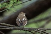 DPPhotography - Mallorca - European pied flycatcher - B