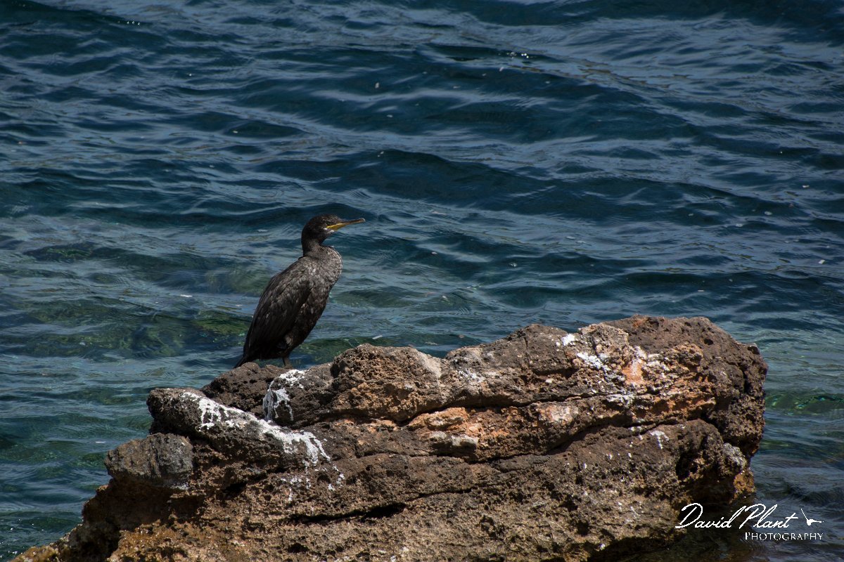 DPPhotography - Mallorca - European shag - A.jpg - European shag - Cabrera, Mallorca