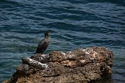 DPPhotography - Mallorca - European shag - A