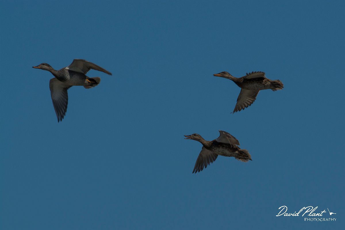 DPPhotography - Mallorca - Gadwall - C.jpg - Gadwall - s'Albufera, Mallorca