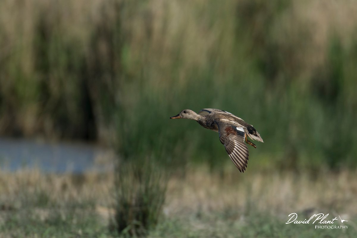 DPPhotography - Mallorca - Gadwall - D.jpg - Gadwall - s'Albufera, Mallorca