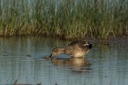 DPPhotography - Mallorca - Gadwall - A