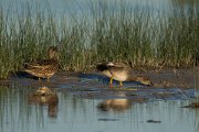 DPPhotography - Mallorca - Gadwall - B
