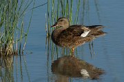 DPPhotography - Mallorca - Gadwall - E