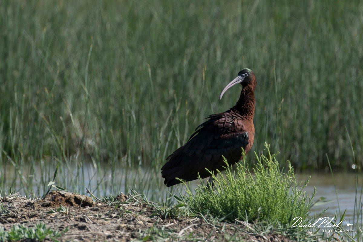 DPPhotography - Mallorca - Glossy ibis - B.jpg - Glossy ibis - s'Albufera, Mallorca