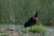 DPPhotography - Mallorca - Glossy ibis - B