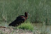DPPhotography - Mallorca - Glossy ibis - C