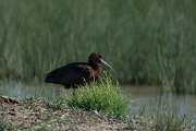 DPPhotography - Mallorca - Glossy ibis - D
