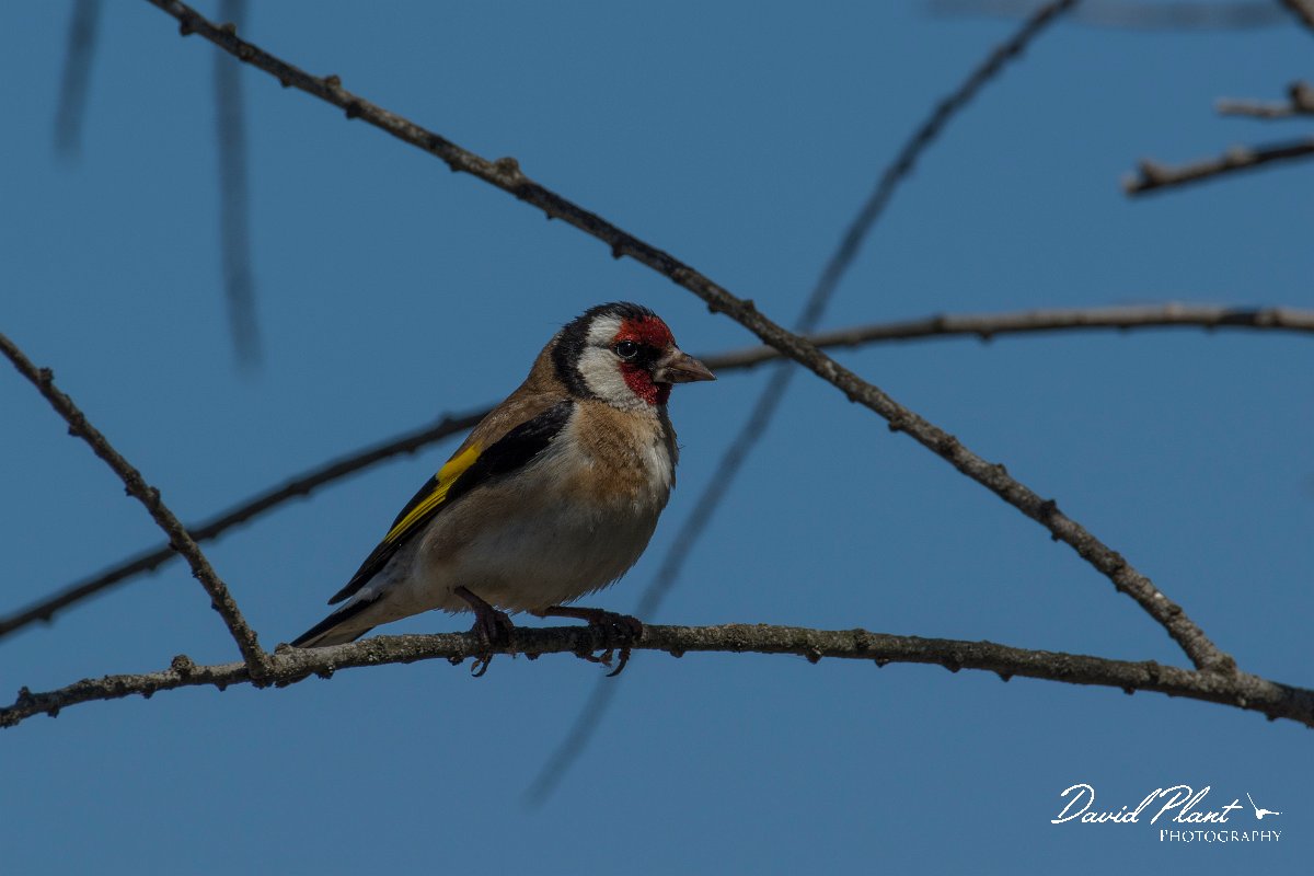 DPPhotography - Mallorca - Goldfinch - A.jpg - Goldfinch - s'Albufera, Mallorca