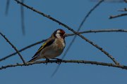 DPPhotography - Mallorca - Goldfinch - A