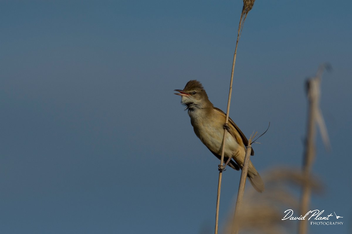 DPPhotography - Mallorca - Great reed warbler - B.jpg - Great reed warbler - s'Albufera, Mallorca