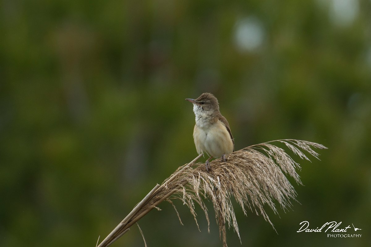 DPPhotography - Mallorca - Great reed warbler - E.jpg - Great reed warbler - s'Albufera, Mallorca