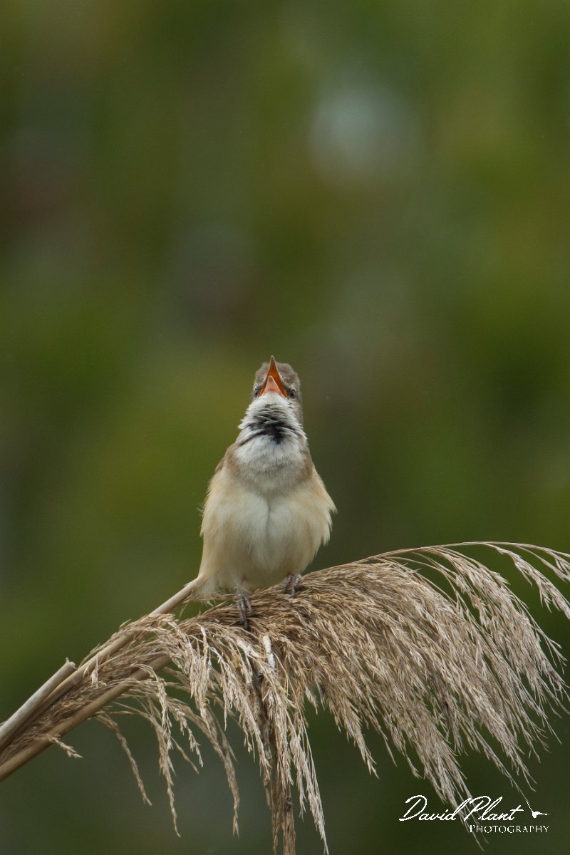 DPPhotography - Mallorca - Great reed warbler - F.jpg - Great reed warbler - s'Albufera, Mallorca