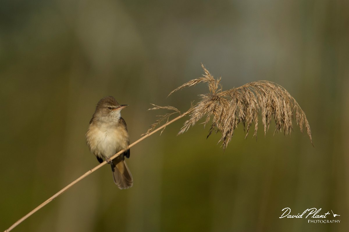 DPPhotography - Mallorca - Great reed warbler - I.jpg - Great reed warbler - s'Albufera, Mallorca