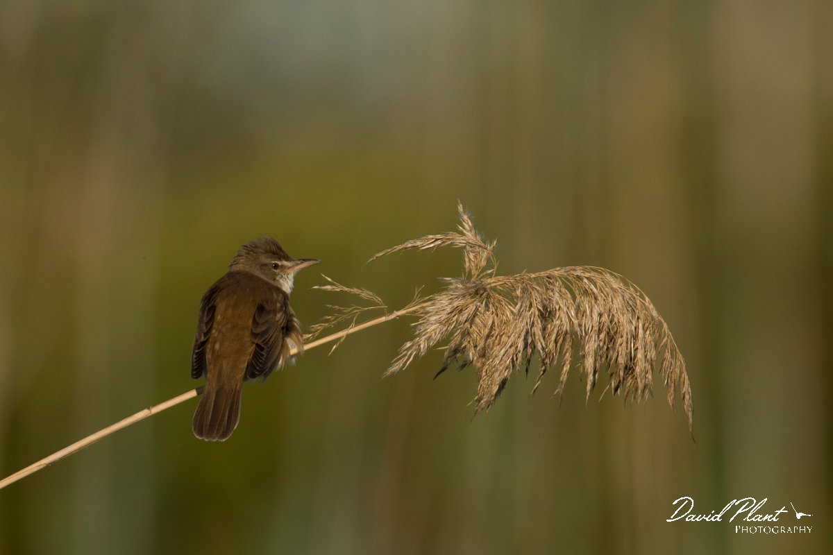 DPPhotography - Mallorca - Great reed warbler - J.jpg - Great reed warbler - s'Albufera, Mallorca