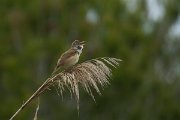 DPPhotography - Mallorca - Great reed warbler - C