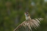 DPPhotography - Mallorca - Great reed warbler - D