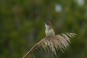 DPPhotography - Mallorca - Great reed warbler - E