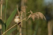 DPPhotography - Mallorca - Great reed warbler - G