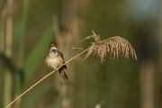 DPPhotography - Mallorca - Great reed warbler - H