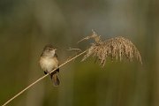 DPPhotography - Mallorca - Great reed warbler - I