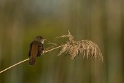 DPPhotography - Mallorca - Great reed warbler - J