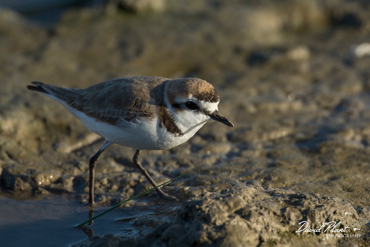 DPPhotography - Mallorca - Kentish plover - C.jpg - Kentish plover - s'Albufera, Mallorca