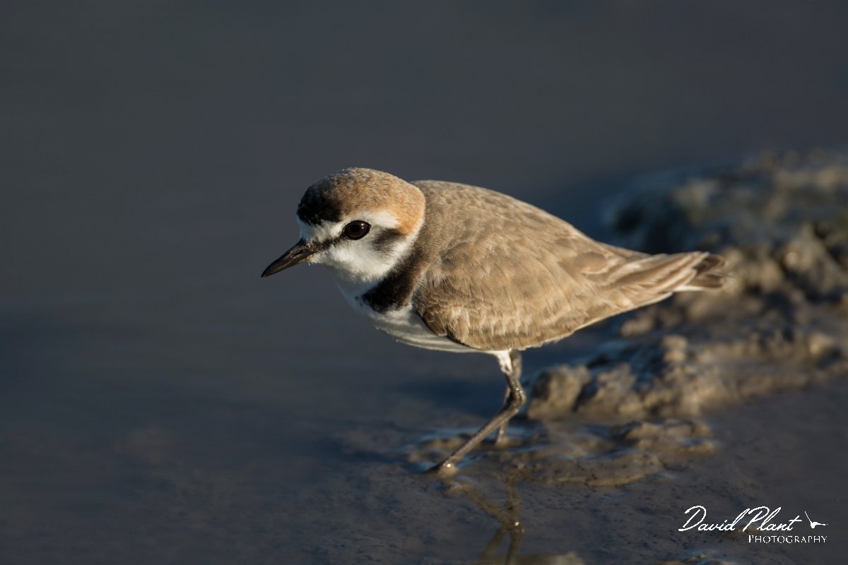 DPPhotography - Mallorca - Kentish plover - H.jpg - Kentish plover - s'Albufera, Mallorca