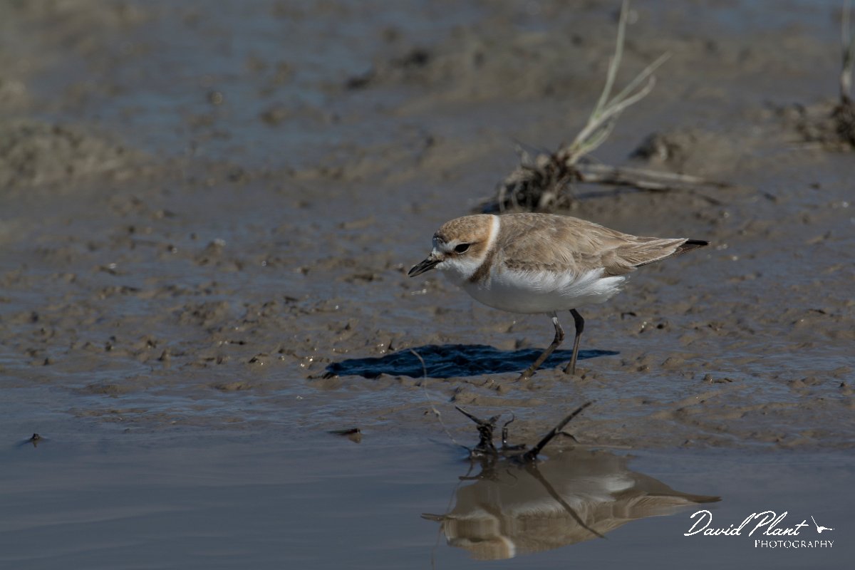 DPPhotography - Mallorca - Kentish plover - P.jpg - Kentish plover - s'Albufera, Mallorca