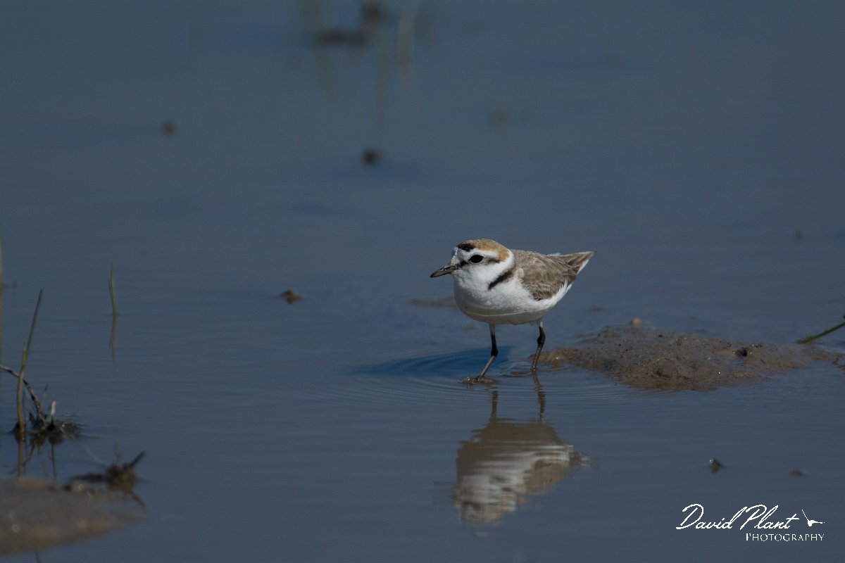 DPPhotography - Mallorca - Kentish plover - Q.jpg - Kentish plover - s'Albufera, Mallorca