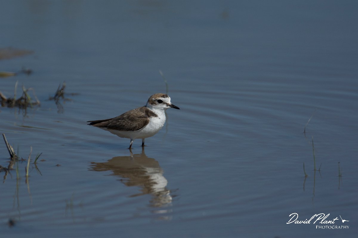 DPPhotography - Mallorca - Kentish plover - R.jpg - Kentish plover - s'Albufera, Mallorca