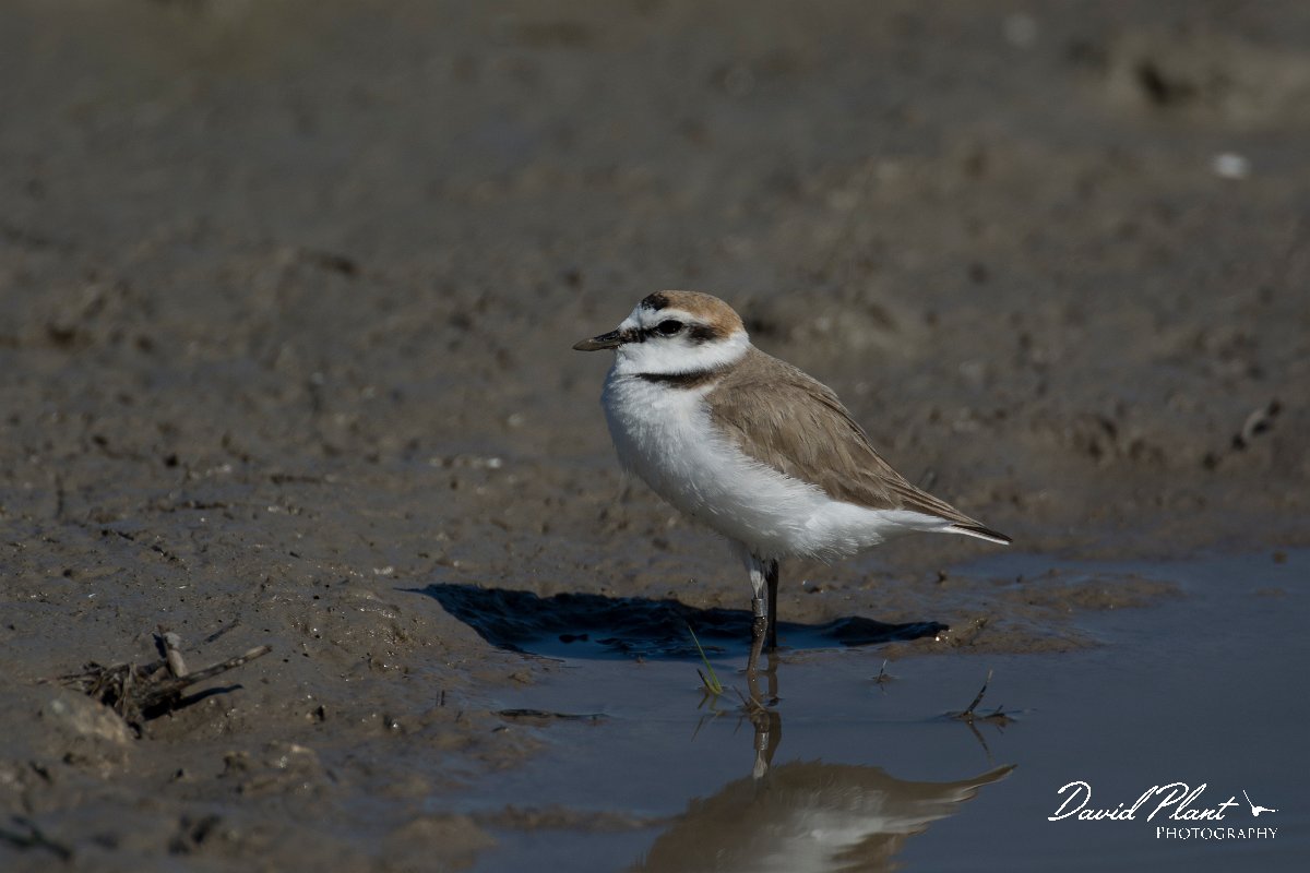 DPPhotography - Mallorca - Kentish plover - T.jpg - Kentish plover - s'Albufera, Mallorca