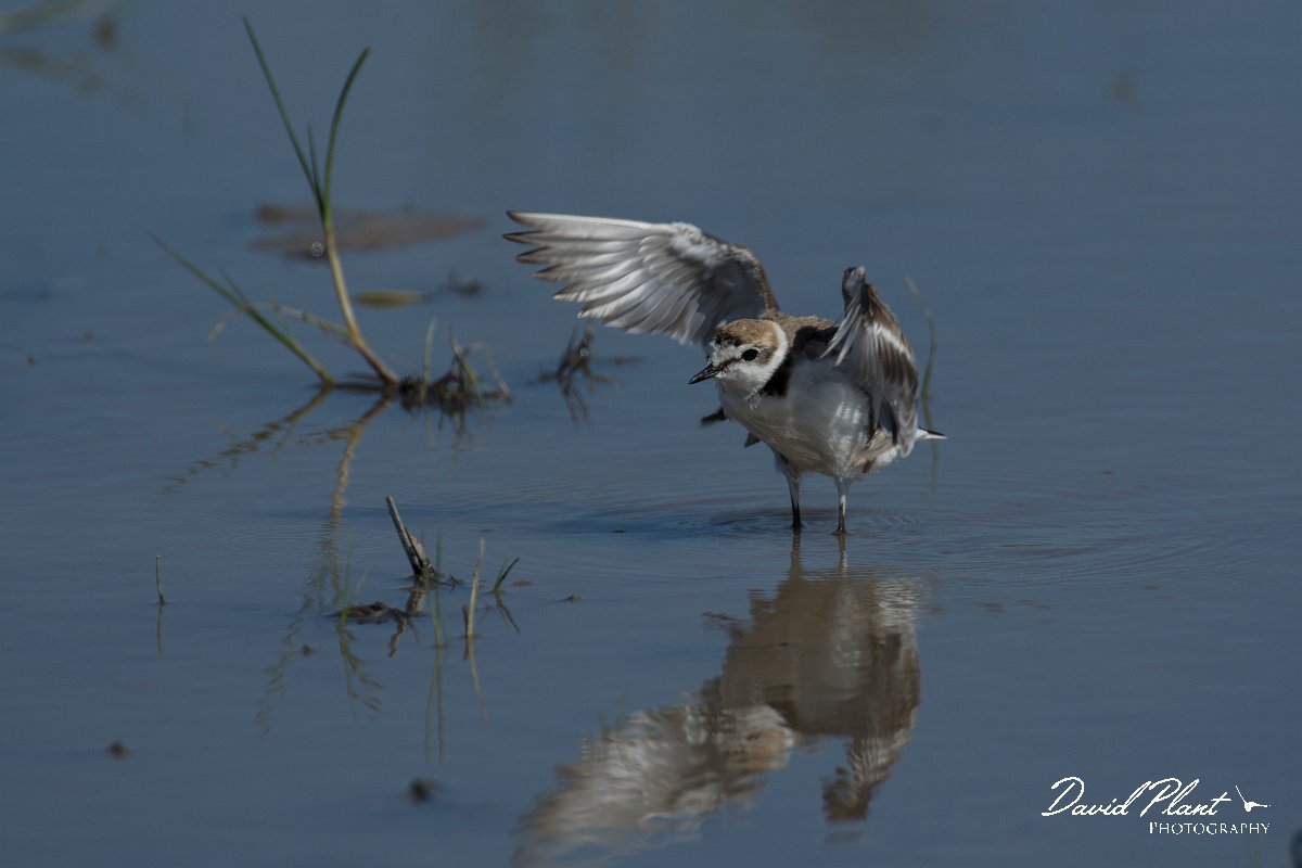 DPPhotography - Mallorca - Kentish plover - U.jpg - Kentish plover - s'Albufera, Mallorca