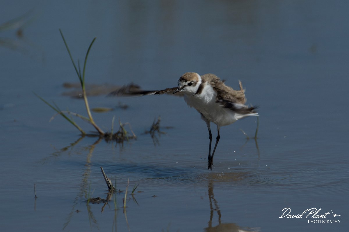 DPPhotography - Mallorca - Kentish plover - V.jpg - Kentish plover - s'Albufera, Mallorca
