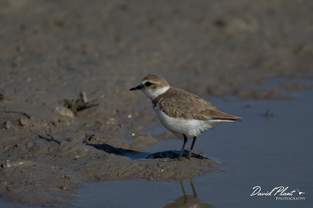 DPPhotography - Mallorca - Kentish plover - X.jpg - Kentish plover - s'Albufera, Mallorca