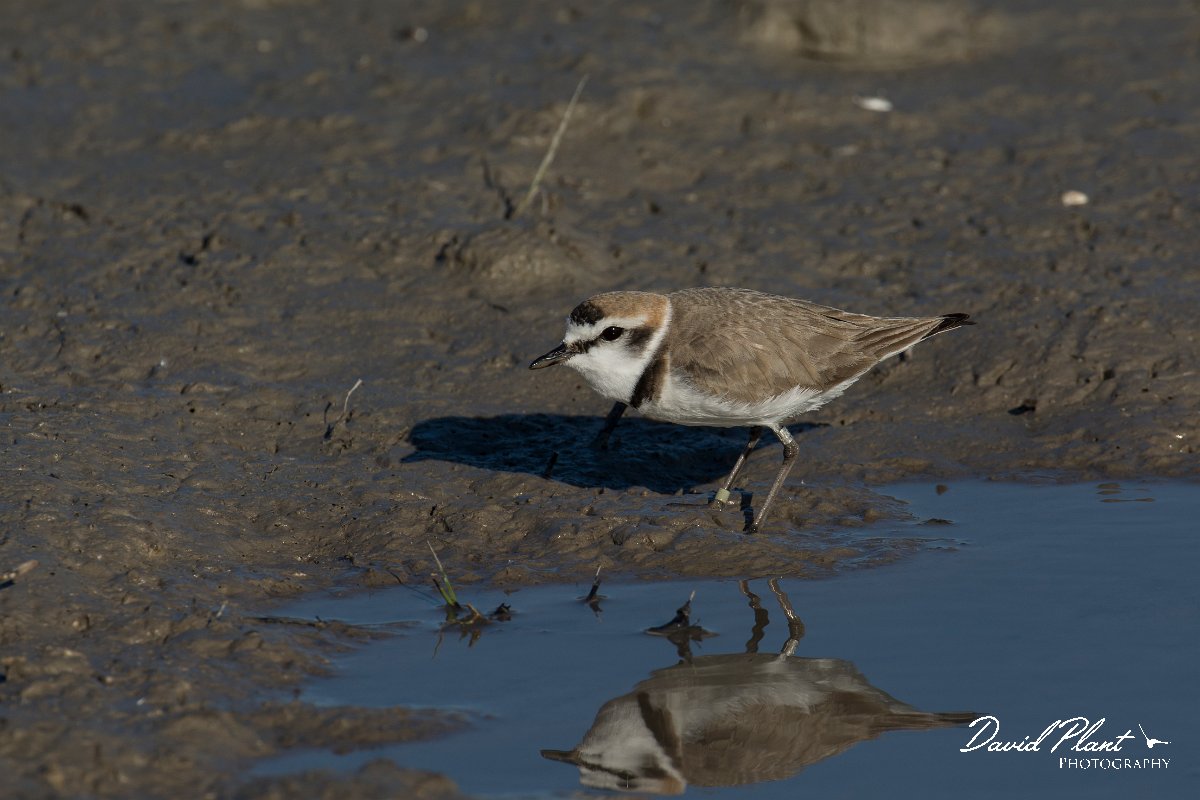 DPPhotography - Mallorca - Kentish plover - Z.jpg - Kentish plover - s'Albufera, Mallorca