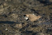 DPPhotography - Mallorca - Kentish plover - B
