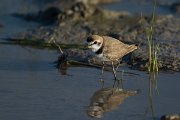 DPPhotography - Mallorca - Kentish plover - D
