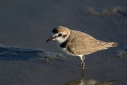 DPPhotography - Mallorca - Kentish plover - E