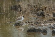 DPPhotography - Mallorca - Kentish plover - I