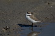 DPPhotography - Mallorca - Kentish plover - T