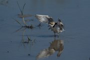DPPhotography - Mallorca - Kentish plover - U